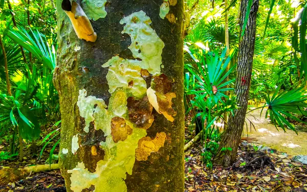 stock image Tropical tree with interesting bark in the jungle in Playa del Carmen Quintana Roo Mexico.