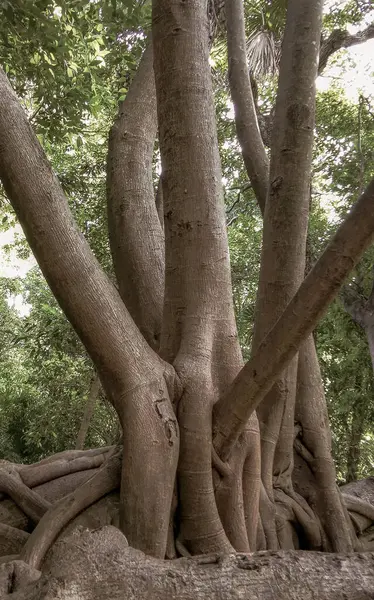 stock image Huge beautiful Banyan Ficus Benjamina maxima Fig tree in Playa del Carmen Quintana Roo Mexico.