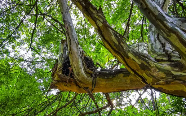 stock image Tropical tree with interesting bark in the jungle in Playa del Carmen Quintana Roo Mexico.