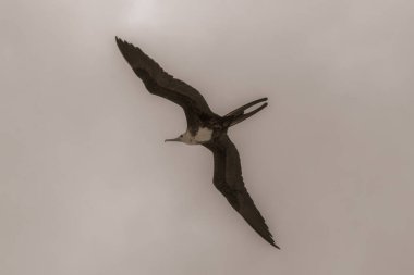 Fregat bird birds flock are flying around with blue sky clouds background in Playa del Carmen Quintana Roo Mexico.