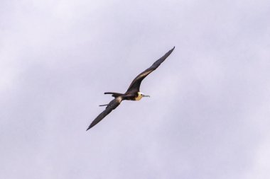 Fregat bird birds flock are flying around with blue sky clouds background in Playa del Carmen Quintana Roo Mexico.