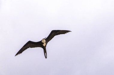 Fregat bird birds flock are flying around with blue sky clouds background in Playa del Carmen Quintana Roo Mexico.