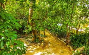 Tropical natural way walking path in the nature jungle between plants and palm trees in Caribbean Playa del Carmen Quintana Roo Mexico. clipart