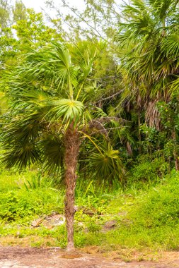 Playa del Carmen Quintana Roo Meksiko 'da mavi gökyüzü ve orman ormanlarında bitki ağaçları ve köknar ağaçları olan tropik Meksika Karayip plajı doğası..