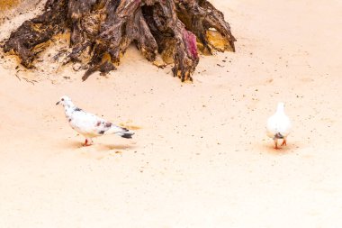 Güvercin güvercinleri Playa del Carmen Quintana Roo 'da kumsalda yürüyen kuş kuşları..