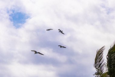 Flying seagull birds seagulls with blue sky background with clouds in Playa del Carmen Quintana Roo Mexico. clipart