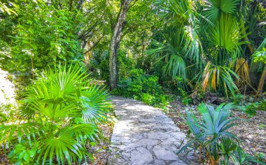 Karayip Playa del Carmen Quintana Roo Meksika 'daki bitki ve palmiye ağaçları arasındaki doğa ormanında tropik doğal yürüyüş yolu..