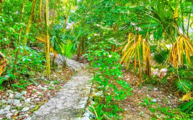 Karayip Playa del Carmen Quintana Roo Meksika 'daki bitki ve palmiye ağaçları arasındaki doğa ormanında tropik doğal yürüyüş yolu..