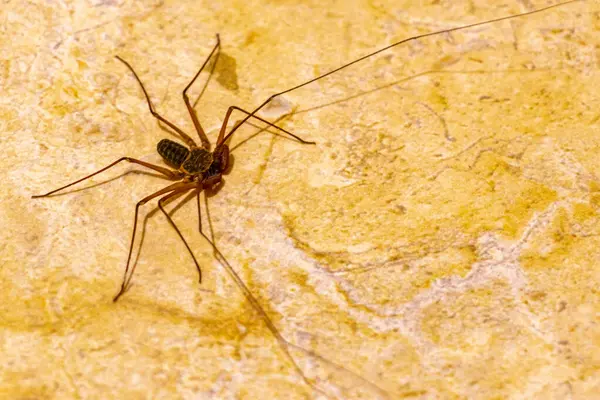 stock image Scorpion spider cave cenote insect on the ground in Playa del Carmen Quintana Roo Mexico.