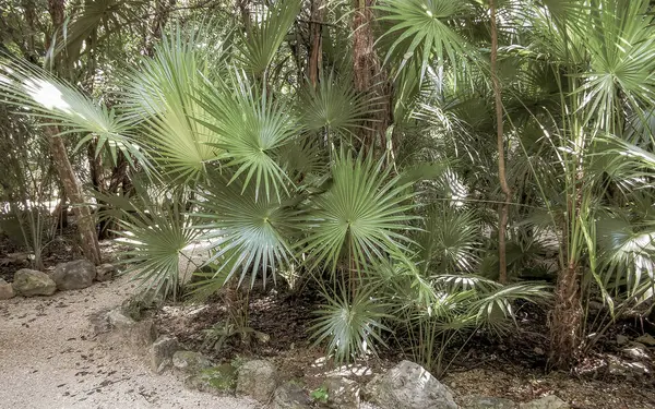 Karayip Playa del Carmen Quintana Roo Meksika 'daki bitki ve palmiye ağaçları arasındaki doğa ormanında tropik doğal yürüyüş yolu..