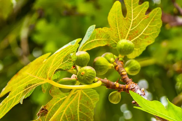 stock image Figs fruits on huge beautiful Banyan Ficus Benjamina maxima Fig tree in Playa del Carmen Quintana Roo Mexico.