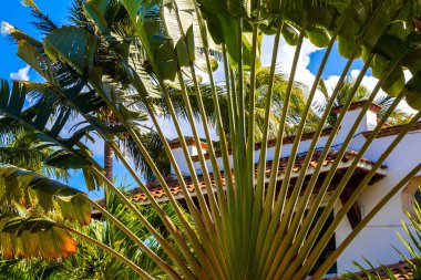 Karayip Playa del Carmen Quintana Roo Meksika 'da tropik doğal Meksika palmiye ağacı palmiyeleri.