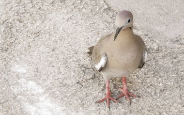 Beyaz kanatlı güvercin güvercin güvercinler kuş kuşları Playa del Carmen Quintana Roo Mexico 'da yerde yürüyor.