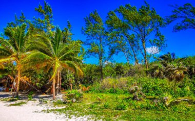 Playa del Carmen Quintana Roo Meksika 'da mavi gökyüzü ve orman ormanlarında bitki ağaçları ve köknar ağaçları olan tropikal Meksika Karayip plajı doğası..