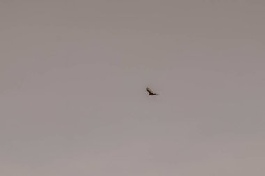 Tropical Black Turkey Vulture Cathartes aura aura flies lonely with blue cloudy sky background in Playa del Carmen Quintana Roo Mexico. clipart