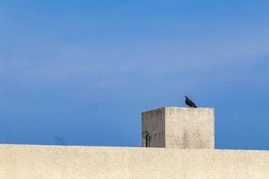 Tropik Kara Hindi Akbaba Cathartes aura çatıda tek başına oturuyor. Playa del Carmen Quintana Roo Meksika 'da mavi bulutlu gökyüzü arka planında..