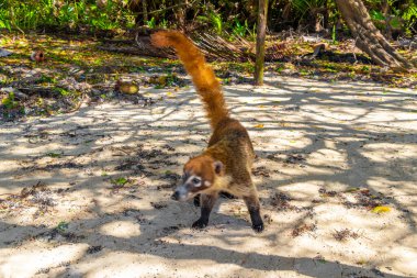 Coati coatis on ground snuffling and search for food in tropical jungle in Playa del Carmen Quintana Roo Mexico. clipart