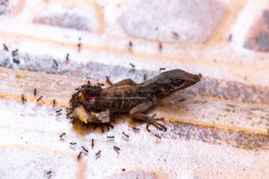 Half lizard still breathing and being eaten on the ground by ants in Playa del Carmen Quintana Roo Mexico. clipart