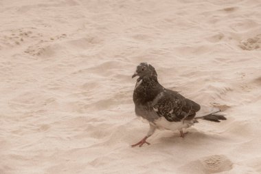 Pigeon pigeons bird birds walking on the beach sand in Playa del Carmen Quintana Roo Mexico. clipart