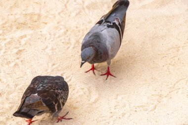 Pigeon pigeons bird birds walking on the beach sand in Playa del Carmen Quintana Roo Mexico. clipart