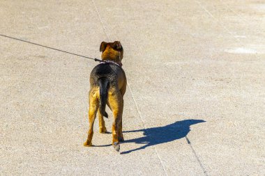 Playa del Carmen Quintana Roo Meksika 'da köpeğini tasmayla gezdiriyorsun..