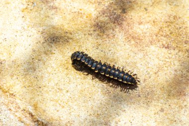 Caterpillar millipede crawls on the ground in Playa del Carmen Quintana Roo Mexico. clipart