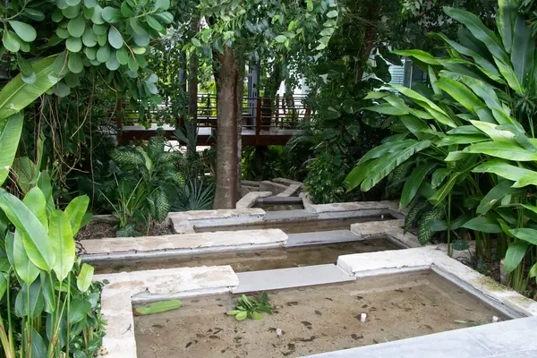 stock image Tropical natural way walking path in the nature jungle between plants and palm trees in Caribbean Playa del Carmen Quintana Roo Mexico.