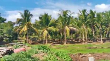 Mazunte Oaxaca Meksika 'daki tropikal orman dağlarını ve kırsal araziyi geç..