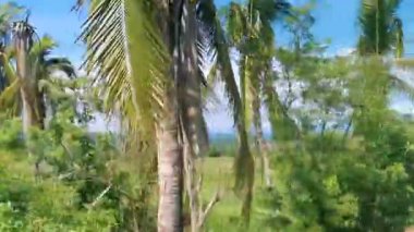 Mazunte Oaxaca Meksika 'daki tropikal orman dağlarını ve kırsal araziyi geç..