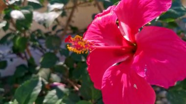 Kırmızı güzel çiçek çiçekleri Zicatela Puerto Escondido Oaxaca Meksika 'daki çalı ağacı.