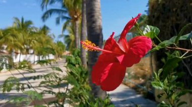 Kırmızı güzel çiçek çiçekleri Zicatela Puerto Escondido Oaxaca Meksika 'daki çalı ağacı.