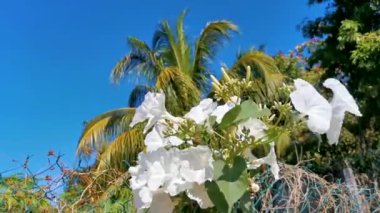 Beyaz tropikal egzotik çiçekler ve çiçek açan arılar böcekler Zicatela Puerto Escondido Oaxaca 'ya bayılırlar..