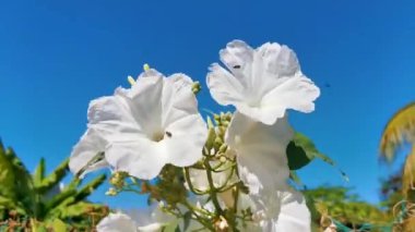 Beyaz tropikal egzotik çiçekler ve çiçek açan arılar böcekler Zicatela Puerto Escondido Oaxaca 'ya bayılırlar..