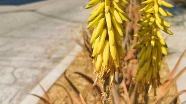 Aloe Vera Agave kaktüs kaktüs bitkisi çiçekli sarı çiçekler Zicatela Puerto Escondido Oaxaca Meksika 'da.