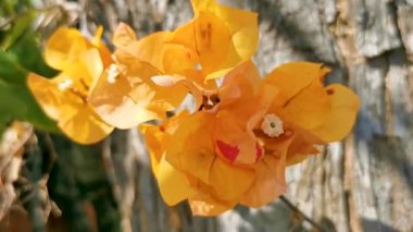 Zicatela Puerto Escondido Oaxaca Meksika 'da arka planda güzel begonviller, turuncu ve sarı çiçekler ve çiçekler..