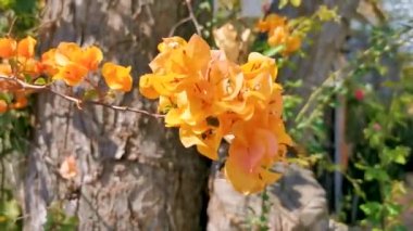 Zicatela Puerto Escondido Oaxaca Meksika 'da arka planda güzel begonviller, turuncu ve sarı çiçekler ve çiçekler..