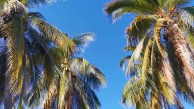 Tropik doğal Meksika palmiyeleri Hindistan cevizi ağaçları Hindistan cevizi yaprakları ve Zicatela Puerto Escondido Oaxaca 'da mavi gökyüzü arka planı.