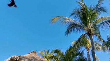 Palapa, Zicatela Puerto Escondido Oaxaca Meksika 'daki palmiye ağaçları arasında cennetteki otellerin ve binaların sazdan çatısı..