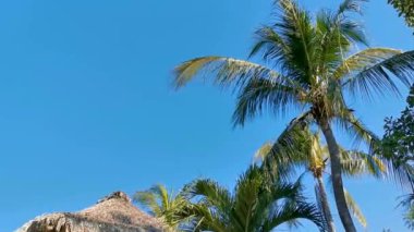 Palapa, Zicatela Puerto Escondido Oaxaca Meksika 'daki palmiye ağaçları arasında cennetteki otellerin ve binaların sazdan çatısı..