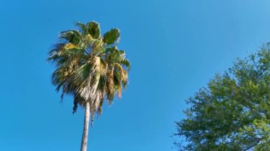 Tropik doğal Meksika palmiyeleri Hindistan cevizi ağaçları Hindistan cevizi yaprakları ve Zicatela Puerto Escondido Oaxaca 'da mavi gökyüzü arka planı.