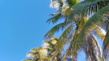 Tropik doğal Meksika palmiyeleri Hindistan cevizi ağaçları Hindistan cevizi yaprakları ve Zicatela Puerto Escondido Oaxaca 'da mavi gökyüzü arka planı.