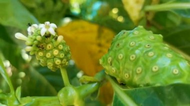 Noni meyvesi Morinda Citrifolia ve çiçek ağacı. Zicatela Puerto Escondido Oaxaca 'da böcek yaprakları..