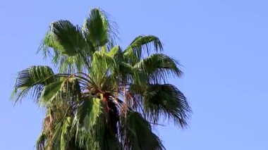 Zicatela Puerto Escondido Oaxaca Meksika 'da Hindistan cevizi ve mavi gökyüzü arka planına sahip tropik doğal Meksika palmiye ağaçları..
