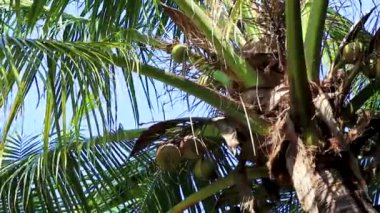 Zicatela Puerto Escondido Oaxaca Meksika 'da Hindistan cevizi ve mavi gökyüzü arka planına sahip tropik doğal Meksika palmiye ağaçları..