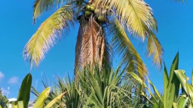 Zicatela Puerto Escondido Oaxaca Meksika 'da Hindistan cevizi ve mavi gökyüzü arka planına sahip tropik doğal Meksika palmiye ağaçları..