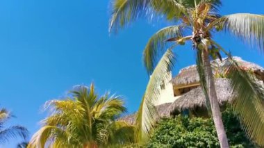 Tipik ve renkli paradisiacal cadde evler, daireler oteller, palmiye ağaçları ve Puerto Escondido Oaxaca Meksika 'daki insanlar..