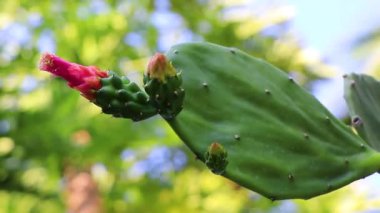 Pembe çiçekli tropik Meksika kaktüsü. Çiçekler çiçek açmış. Orman ağaçları ve Zicatela Puerto Escondido Oaxaca 'daki doğal orman manzarası..
