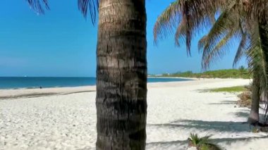 Playa del Carmen Quintana Roo Meksika 'da berrak turkuaz mavi su ve palmiye ağaçları ile tropik Meksika Karayip sahili manzarası.