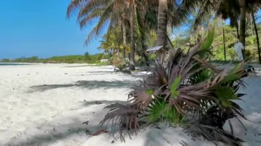 Playa del Carmen Quintana Roo Meksika 'da berrak turkuaz mavi su ve palmiye ağaçları ile tropik Meksika Karayip sahili manzarası.