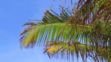 Tropik doğal Meksika palmiyesi hindistan cevizi ağacı yaprakları Karayip Playa del Carmen Quintana Roo Meksika 'da mavi gökyüzü arka planına sahiptir..